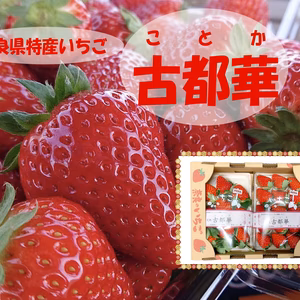 ”完熟いちご 古都華” 8～15粒（270～320ｇ）×2パック（家庭用）