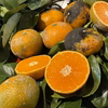 みかんB級無農薬　自然肥料除草剤不使用家庭用　わけあり