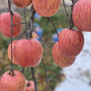 長野県産サンふじ　５キロ　（秀品）