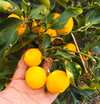 自然栽培の花柚子（酢取り柚子）　栽培期間中農薬不使用