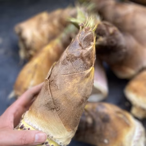 【旬】掘りたて直送！生たけのこ　箱込み5ｋｇ（ぬか付き！）