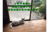全国一律送料　【抹茶不使用】 1袋で100杯分！深蒸し茶　粉末緑茶　50ｇ