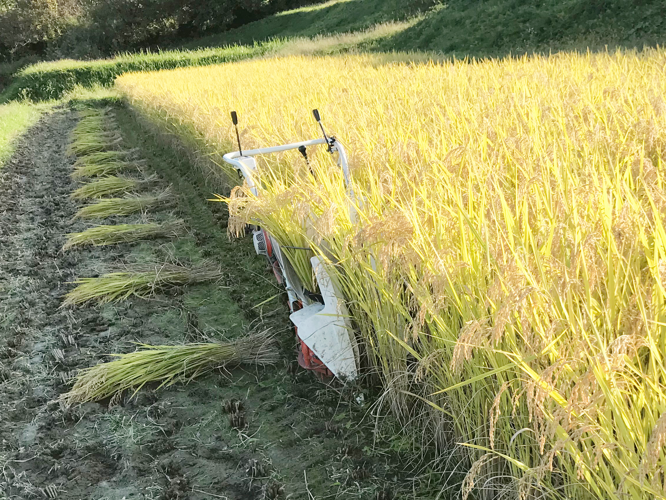 新米2025｜岩手花巻産 ササニシキ 玄米10kg｜天日干し限定米｜玄米の