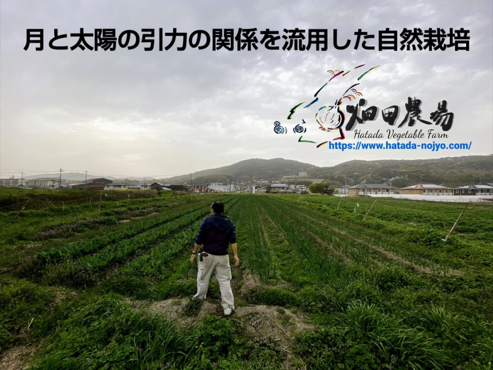 【自然栽培】玉ねぎをふんだんに使った♪無添加ドレッシング2種セット