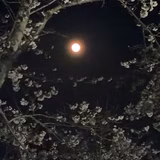 クラピー