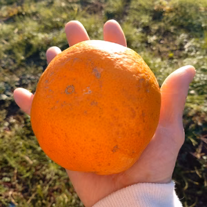 今年限定です❣大福みかん（大きな、福を呼び込む事を願って・・。）