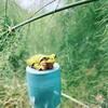 白石町春芽アスパラ