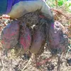 農薬＆肥料不使用（無農薬・無肥料）のむらさき芋
