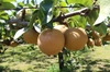 しゅうたの畑の「ほっこり梨」品種は「豊水」８月後半発送予定