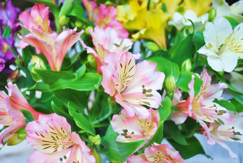 アルストロメリアの花束　15本