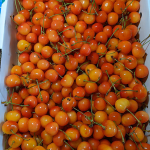 さくらんぼ紅秀峰家庭用2kg