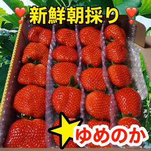 ゆめのか　常温【大粒】新鮮朝採りいちご