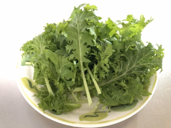 飛騨高山野菜『おおごっつぉ』わさびな