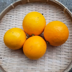 4月以上消毒なし　皮まで安全安心　マイヤーレモン　3㌔