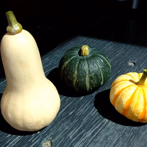 ★北海道産★化学農薬不使用カボチャ：バターナッツ・プッチーニ・坊ちゃんのセット