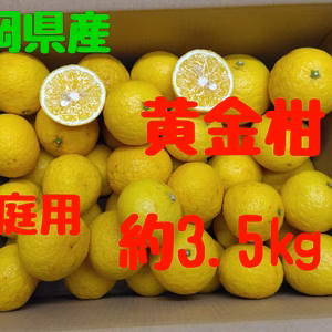 静岡県産　家庭用　黄金柑　約3.5㎏
