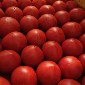 朝倉さんちの完熟フルーツトマト