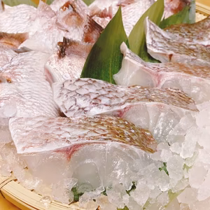 【真鯛の旨み堪能】天草産 真鯛の切り身＆カマセット