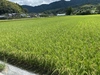 令和3年産新米　熊本県産　ヒノヒカリ　玄米