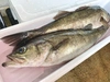 ※数量限定 特別企画 瞬〆すずきのパイ包み焼きwithソースショロン