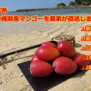 7月1日以降発送！沖縄産マンゴー1キロ（2～3個入り）化粧箱入り