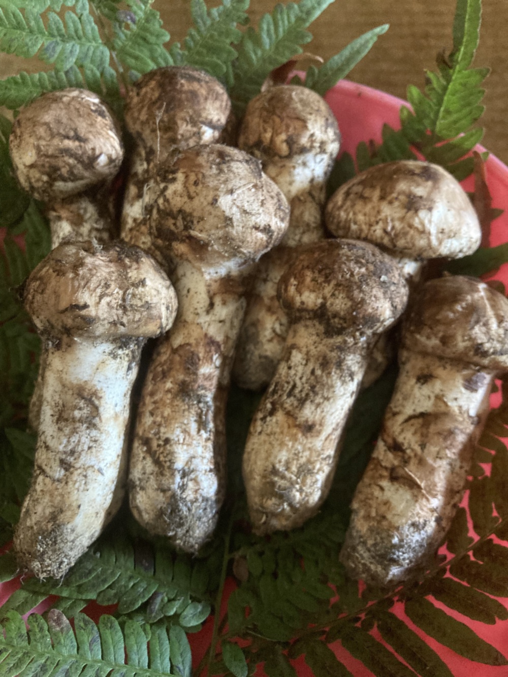 岩手県産　極上天然松茸　チビ丸！ comp600.jpg