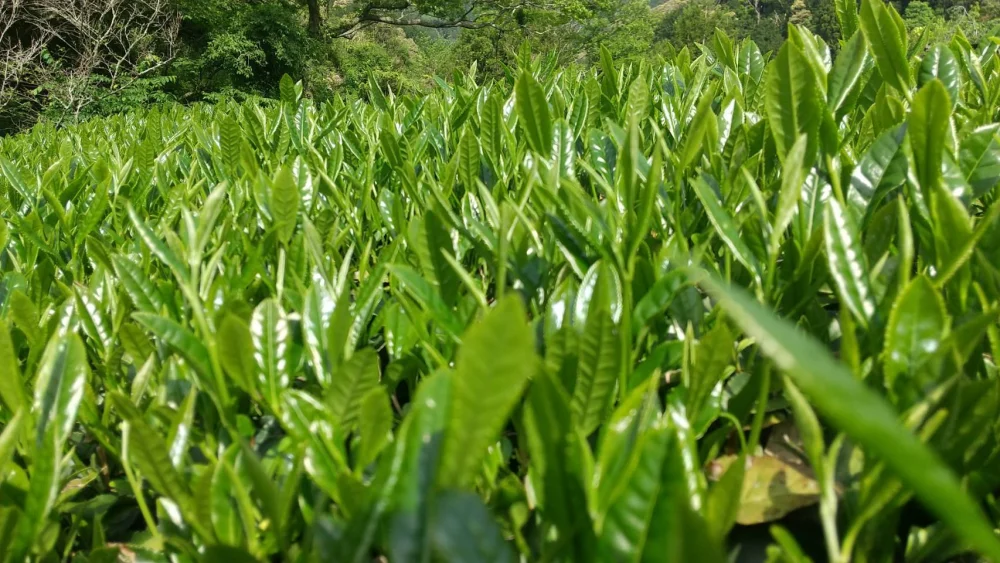 【送料無料!】10本セット!かつて家康公が愛飲した山の浅蒸し茶『本山茶』