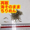 海の中そのままおとどけ！小魚堪能ちりめん~出汁、おつまみ？ちりめんの成長を見よ！