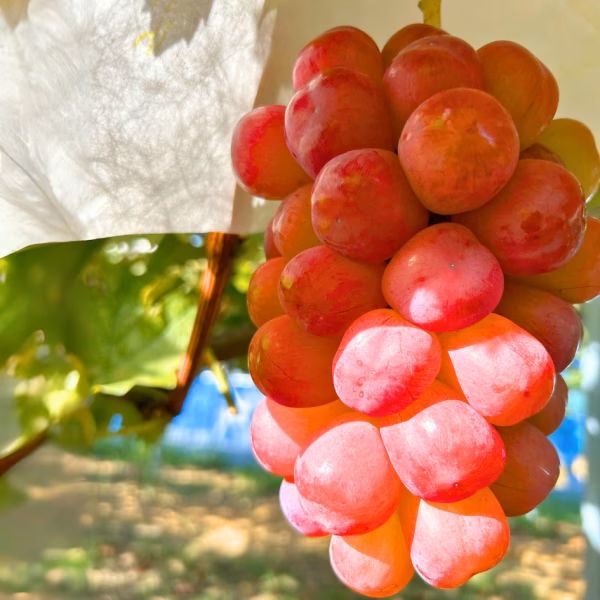 【ワケアリ！】シャイン品種の赤ぶどう　スカーレット