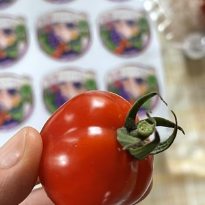 1粒10万円のミニトマト