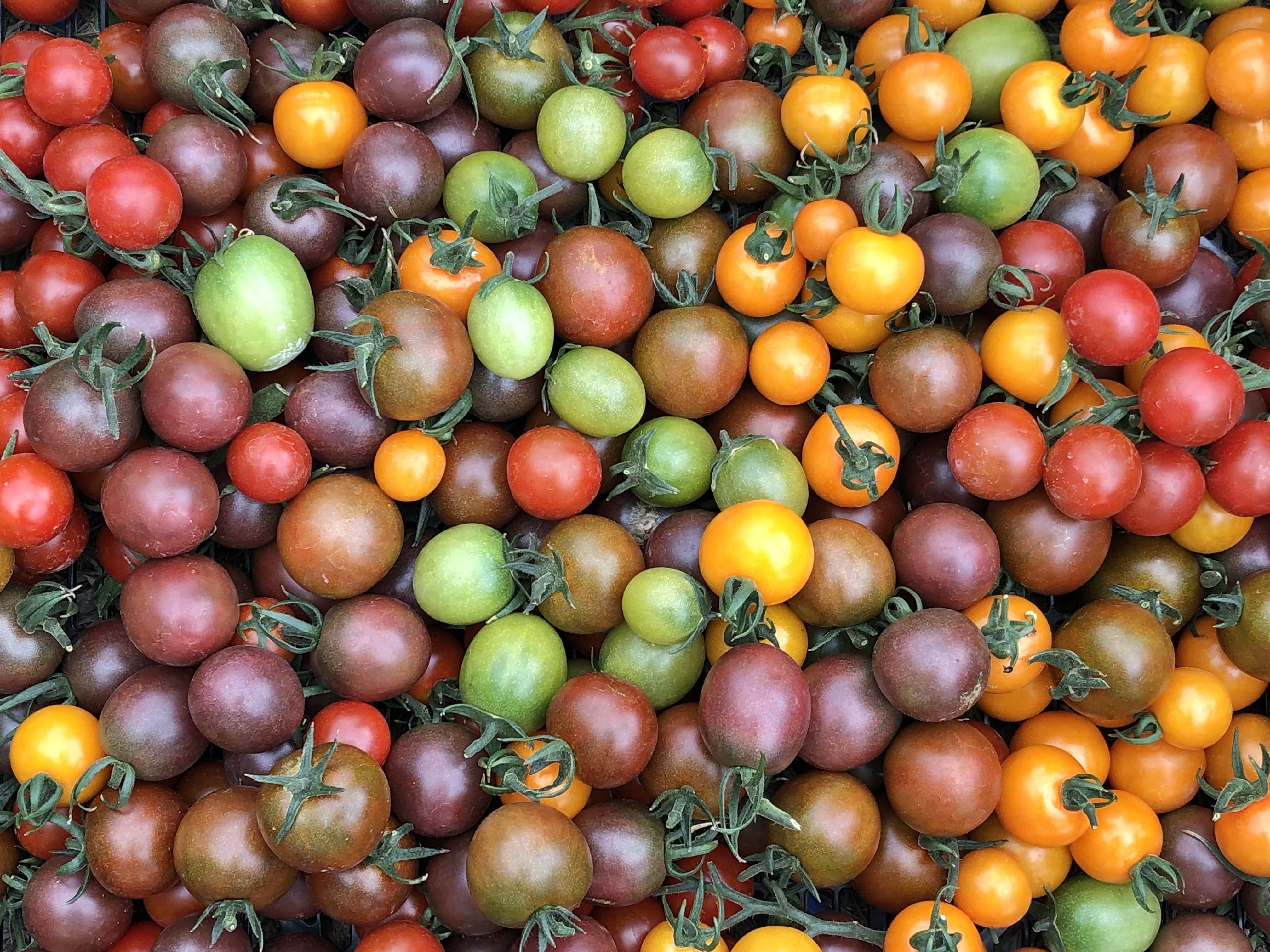 完熟してから収穫！だから甘い！なないろミニトマト | 農家漁師から産地直送の通販 ポケットマルシェ