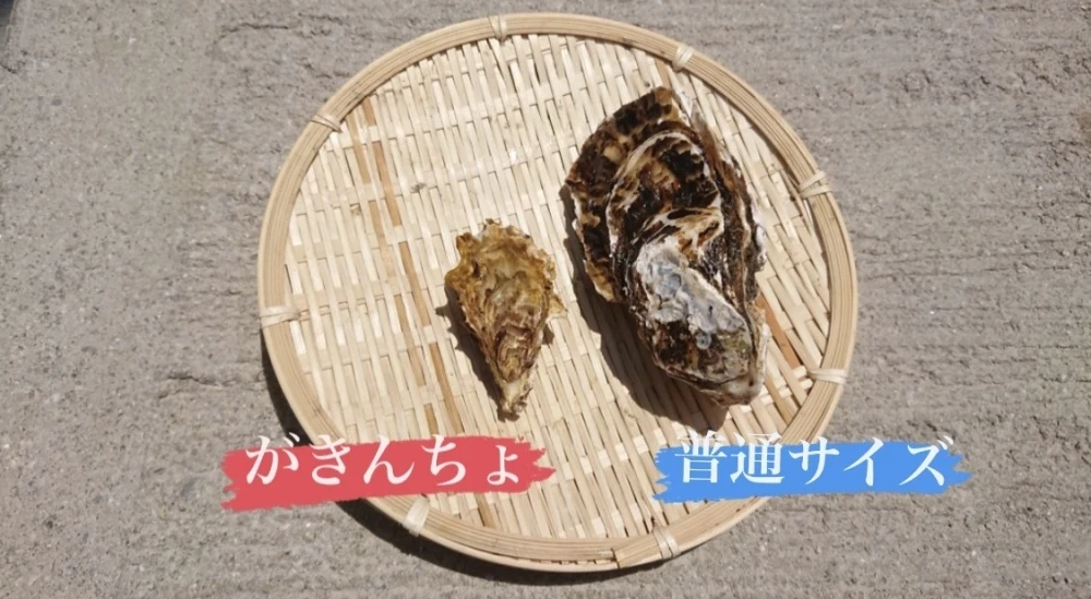 パックごとレンジで⭐️【がきんちょ2パック、４パック】真牡蠣　殻付き　加熱用