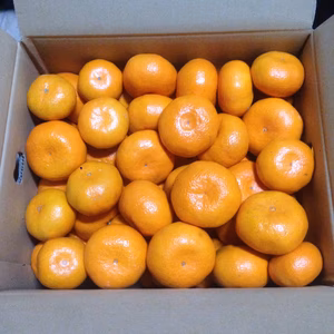 はらぐち早生みかん　10ｋｇマルチシート栽培（おだ農園）