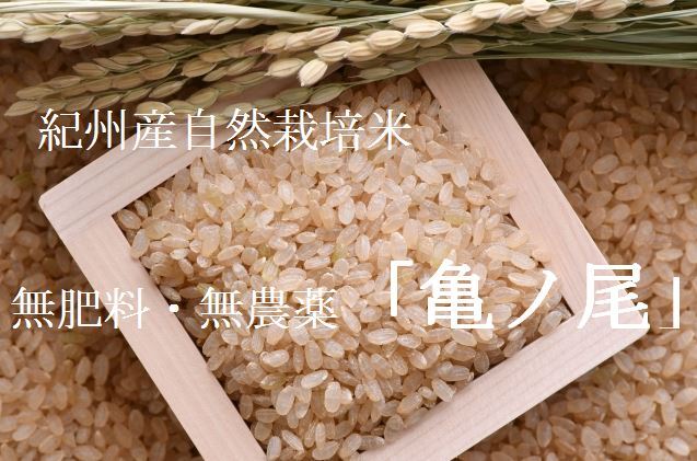 令和5年新米　玄米10kg×2　自然栽培米亀の尾　農薬不使用・肥料不使用-