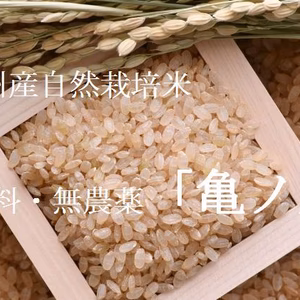 自然栽培米「亀ノ尾」白米　令和7年の新米
