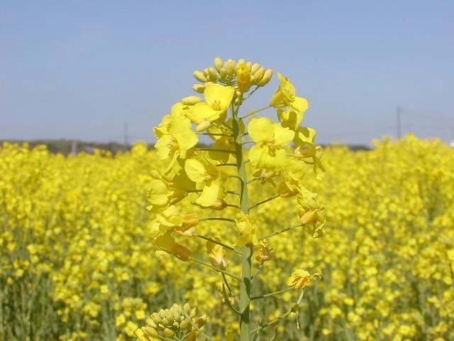 ひたちのくに　茨城県　菜の花油・エゴマ油　コールドプレス　農薬・化学肥料不使用