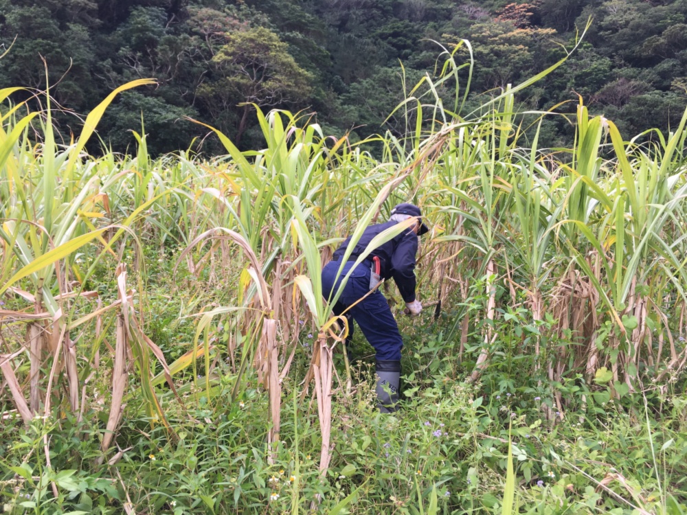 奄美在来さとうきびの 純黒糖 農家漁師から産地直送の通販 ポケットマルシェ
