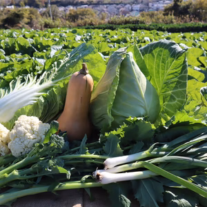 『あなたのワガママを聞きます』冬の"プレミアム"野菜セット　