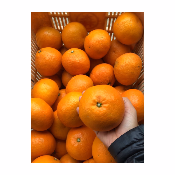 旬です。自信作　いよかん4.5kg 【宮内伊予柑】いよかん みかん