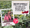 〇 ６か月間熟成しました 〇  完熟芋 5kg 農薬不使用 紅はるか 5kg