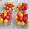 ★新食感ミニトマト★完熟プチぷよ約800g/赤＆黄ミックス  