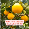7月まで樹上完熟河内晩柑  見て食べて味でおどろきのトリプルスリー