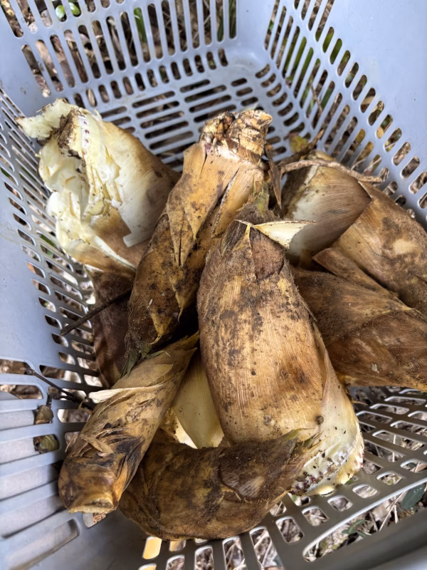 タケノコ水煮とブロッコリーセット