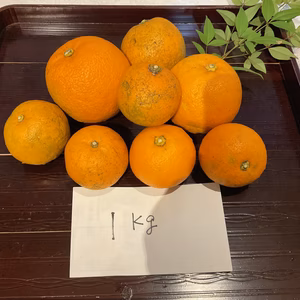 だいだい 10kg以上値下げB級無農薬　自然肥料除草剤不使用