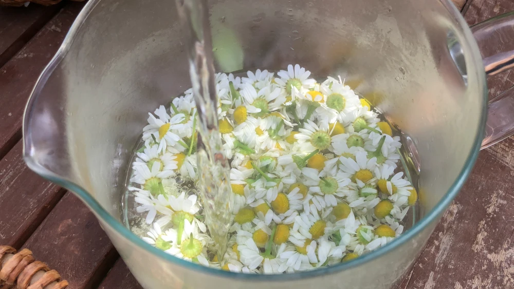 ５月中旬スタート！畑より直送！オーガニックカモミールの花束　