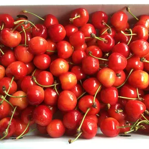 数量限定！さくらんぼ  紅秀峰（ご家庭用）常温便※6月下旬頃発送予定