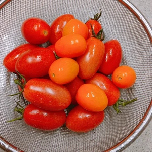 送料無料・限定3箱・完熟ミニトマト(アイコ）農薬不使用/トマトソース用