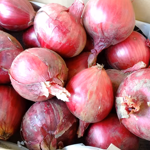 赤玉ねぎ5㎏(箱の重さ含む)