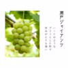 【贈り物に】9月発送！白の極み – 贅沢な白ぶどう食べ比べ3種