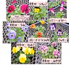 寒さに強い５月まで開花のこんもりビオラ達のセット[ももか・バニーなど]